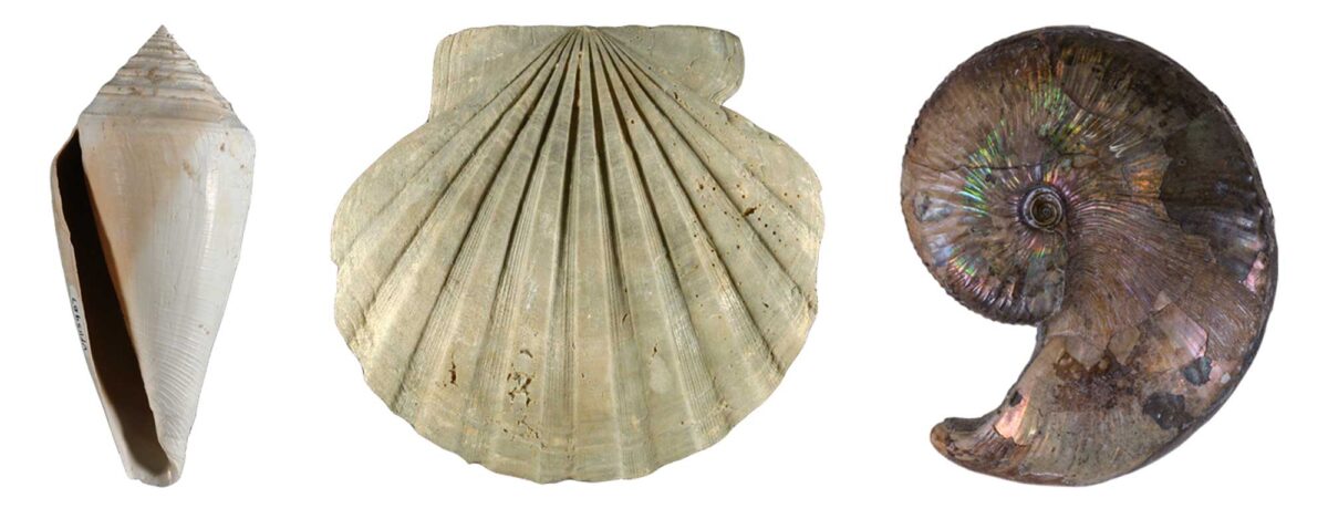 Image showing a fossil gastropod, bivalve, and ammonite.