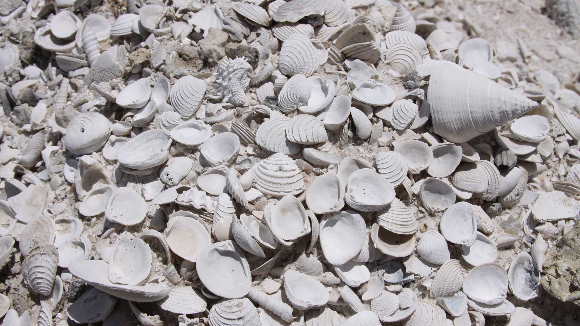 Photograph of fossil bivalve and gastropod shells.