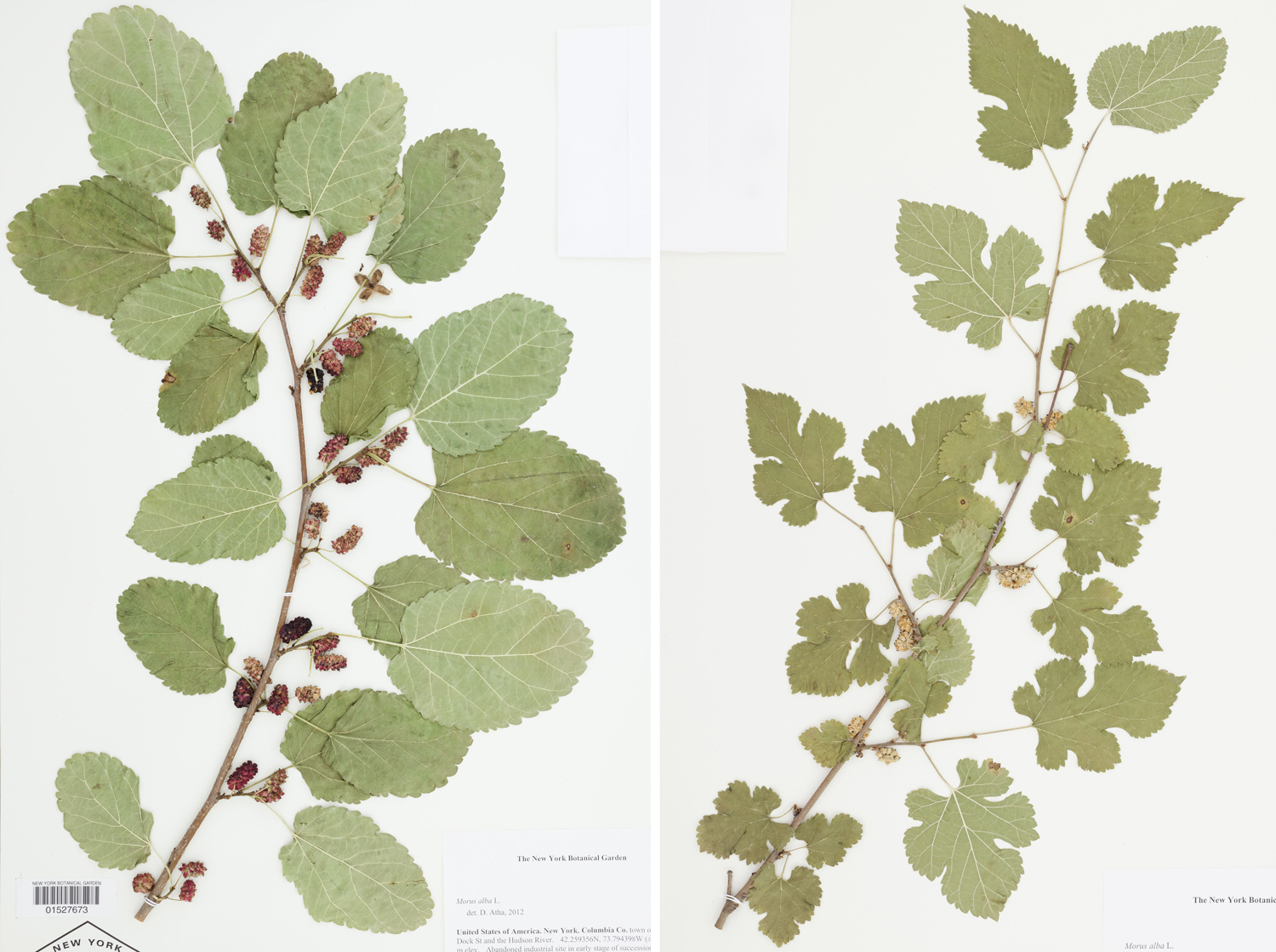 2-Panel photographic figure of herbarium specimens of white mulberry branches with leaves. Panel 1: Branch with simple, toothed, unlobed leaves. Panel 2: Branch with simple, lobed, toothed leaves.
