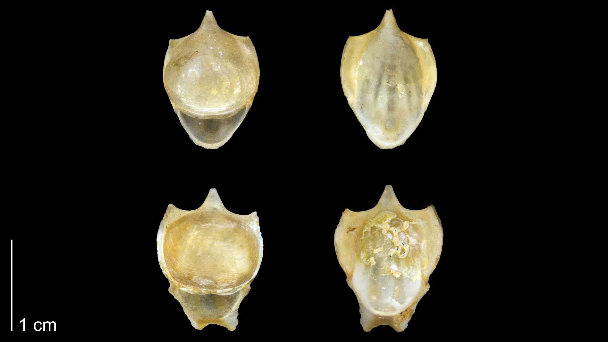 Photographs of specimens of the modern pteropod Cavolinia tridentata.