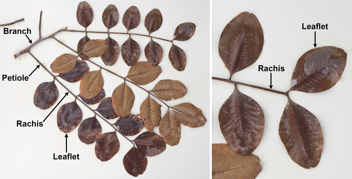 2-Panel figure showing photograph of leaves of carob. Panel 1: Branch with three even-pinnate leaves. Panel 2: Detail of leaf apex showing paired leaves.