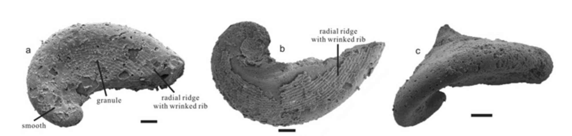 Image shows specimens of the Cambrian gastropod Pelagiella madianensis.