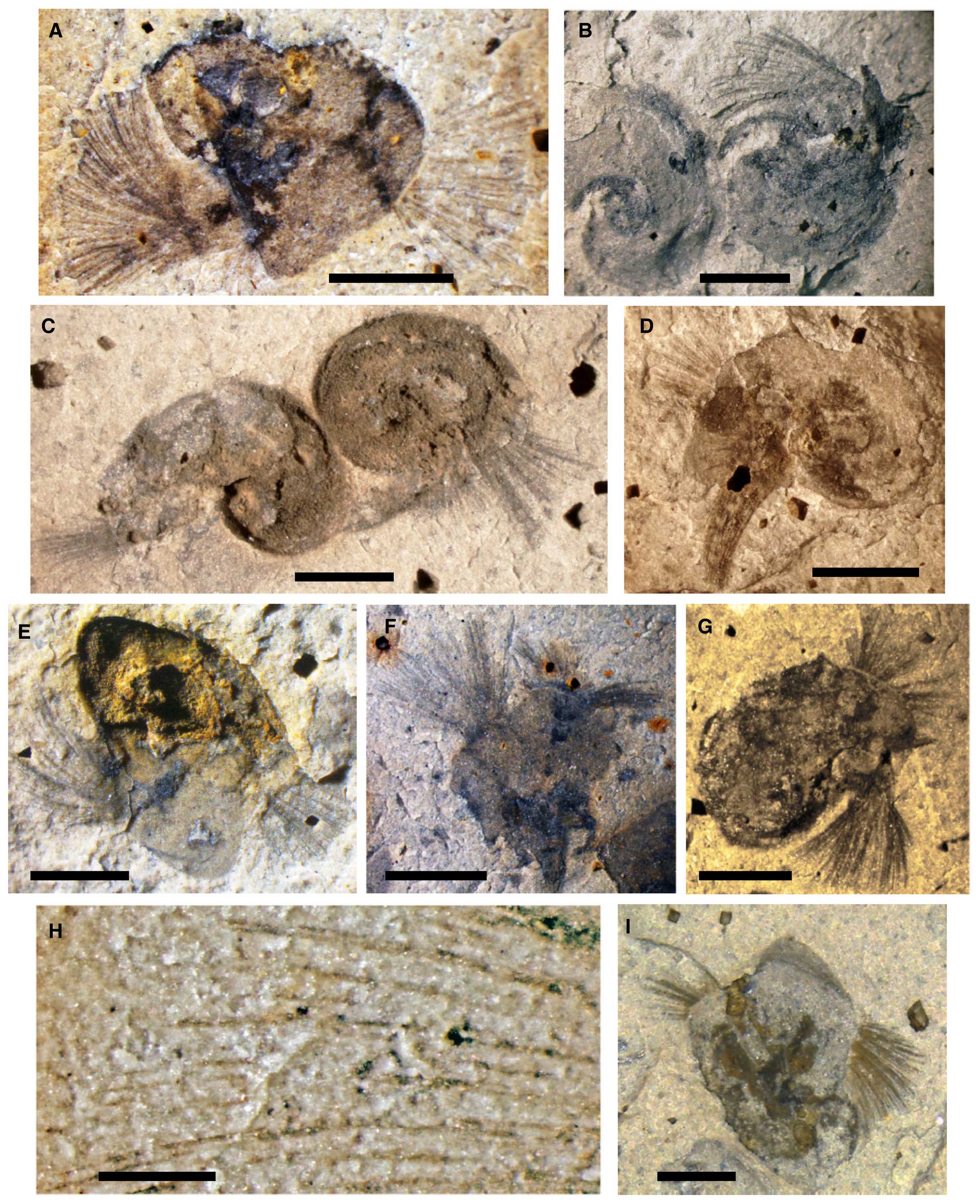 Image showing specimens of the Cambrian gastropod Pelagiella exigua.