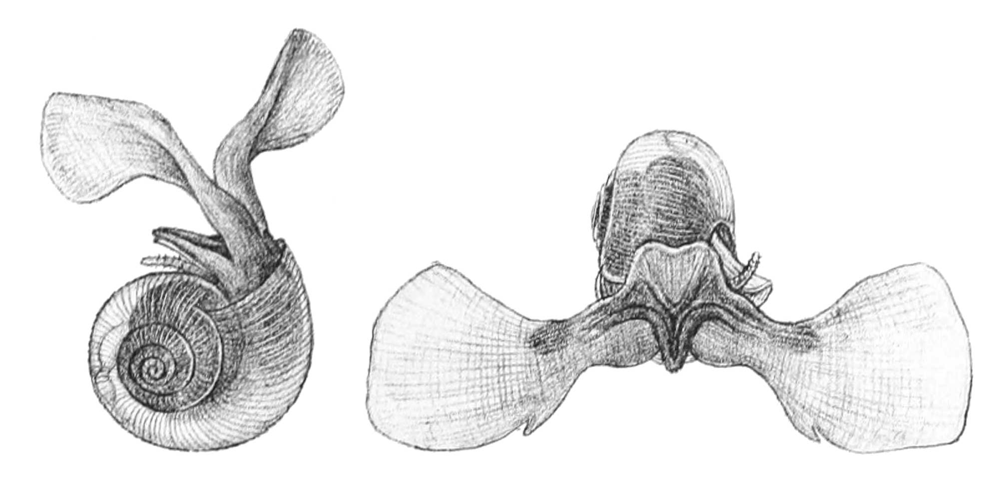 Illustration showing two drawings of the modern pteropod Limacina helicina.