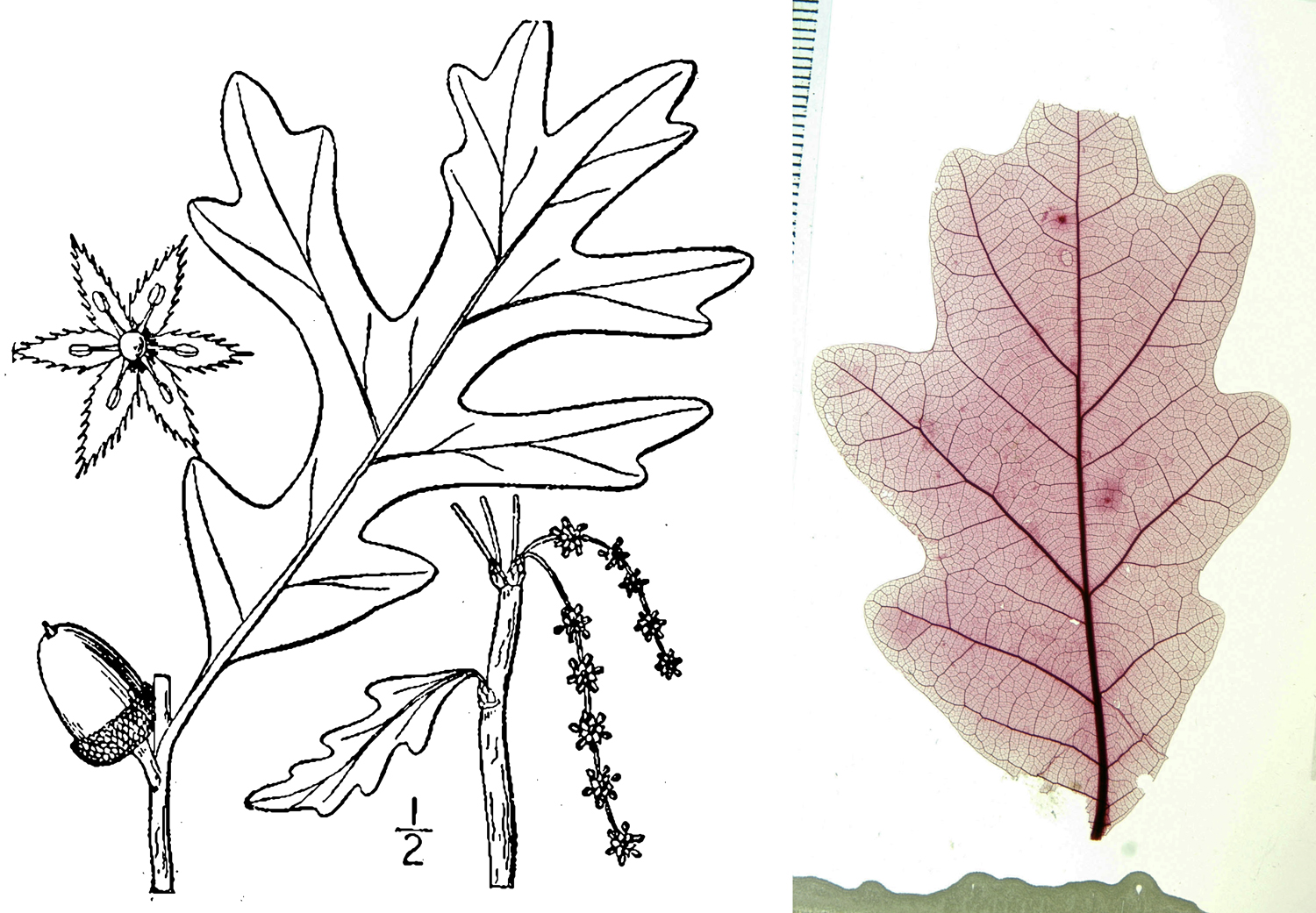 2-Panel image showing white oak leaves. Panel 1: Simplified line illustration of white oak showing few details. Panel 2: Cleared and stained leaf of white oak showing full venation pattern.