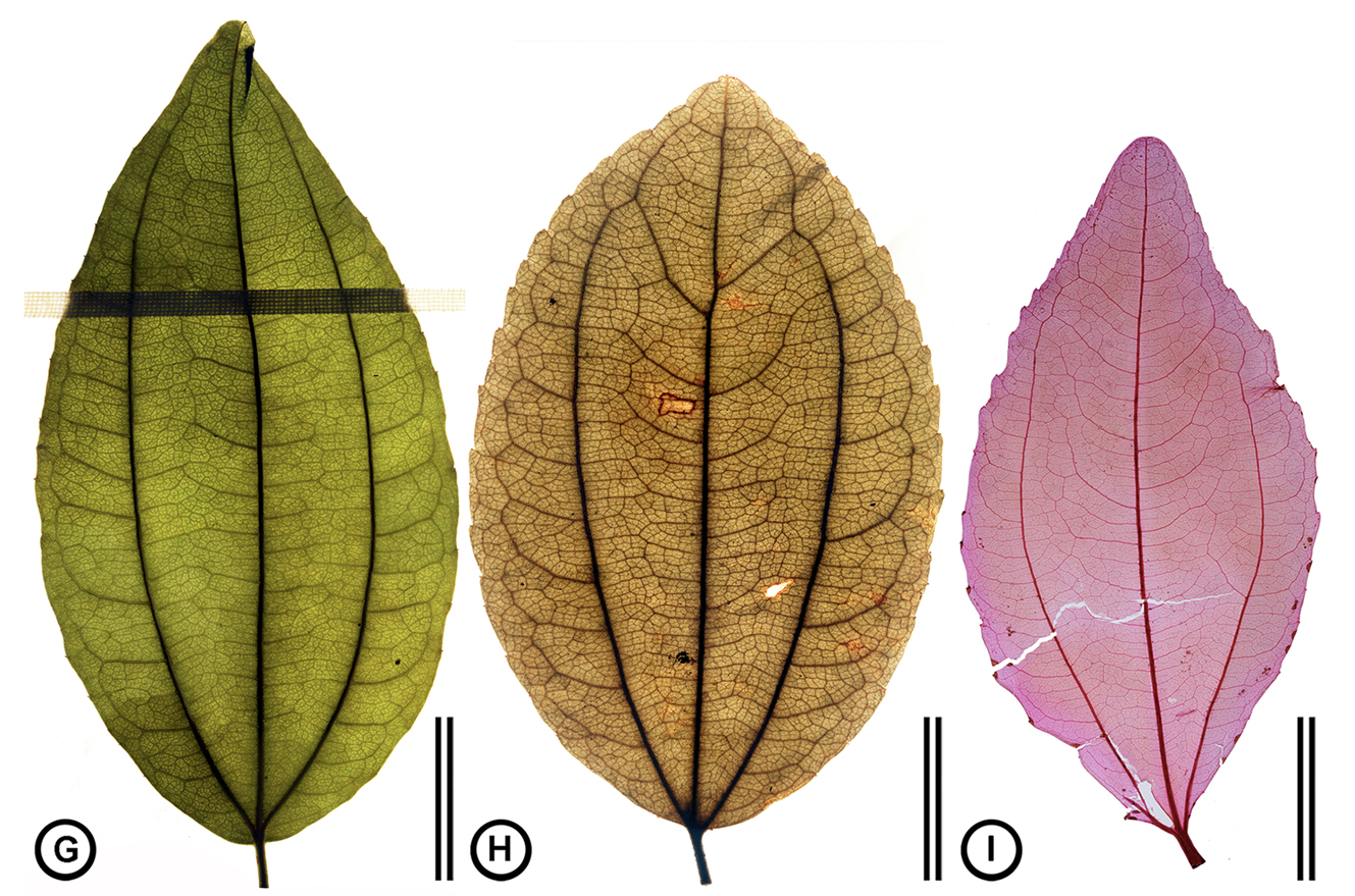 2-Panel figure from a published paper by Jud et al. Panels 1 & 2: Leaves of Sarcomphalus saeri from herbarium specimens. Panel 3: Cleared and stained leaf of jujuba. All three leaves have three major veins and show the minor venation.