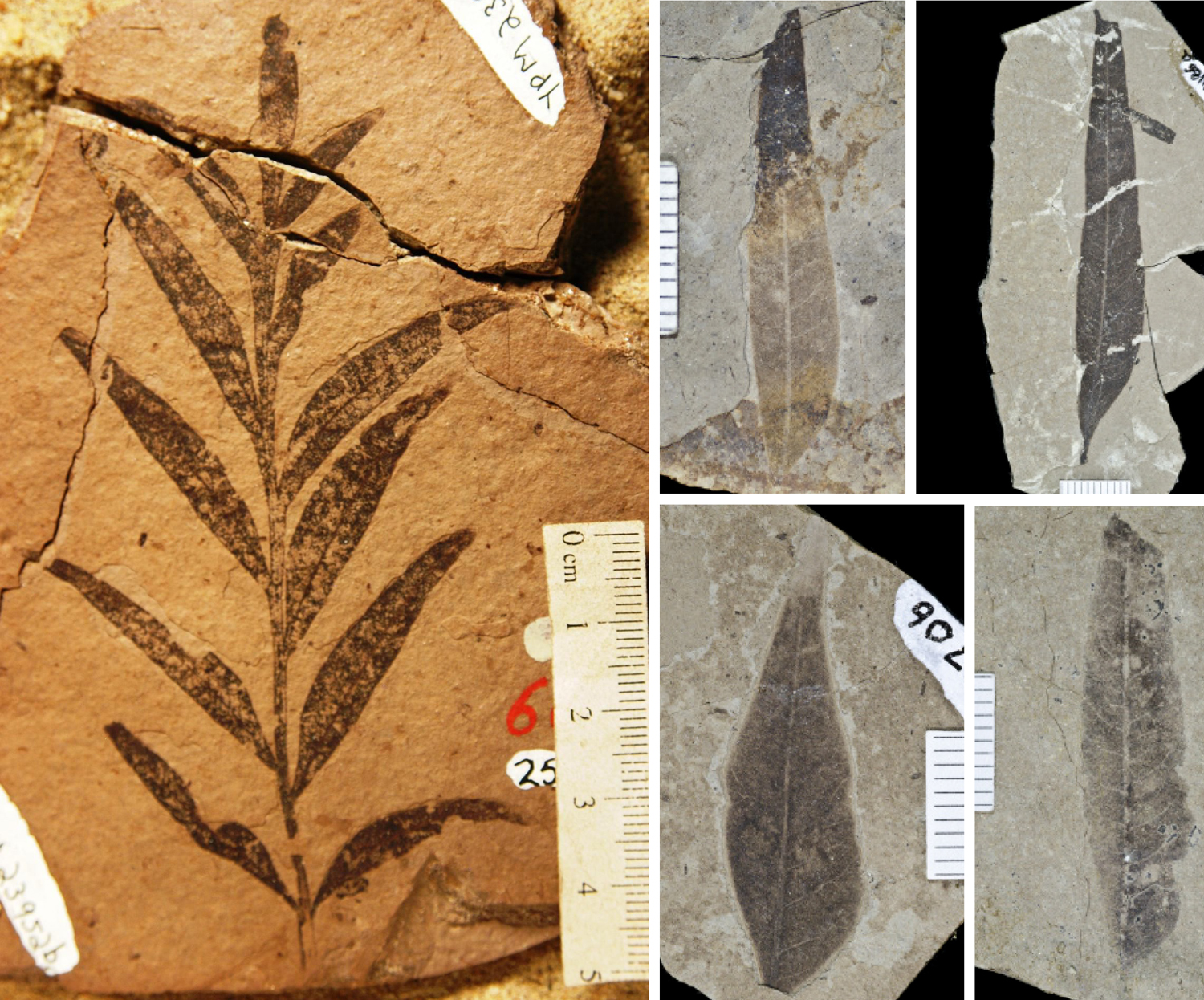 2-Panel photographic figure showing fossil sumac leaves. Panel 1: Pinnately compound leaf. Panel 2: Images of four isolated leaflets.