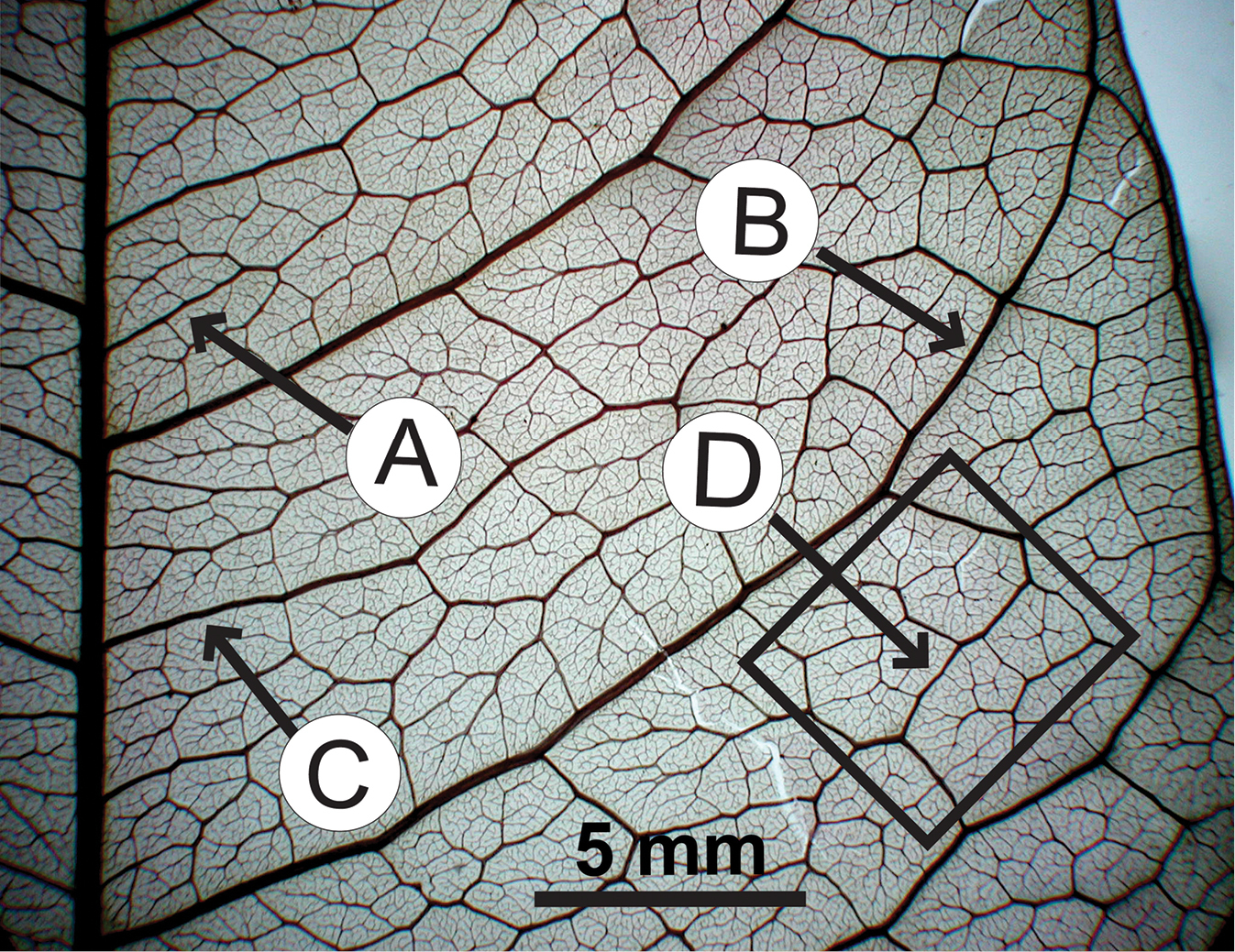 Black and white image of a portion of a cleared leaf of hog plum labeled to illustrate features of the secondary and tertiary venation.