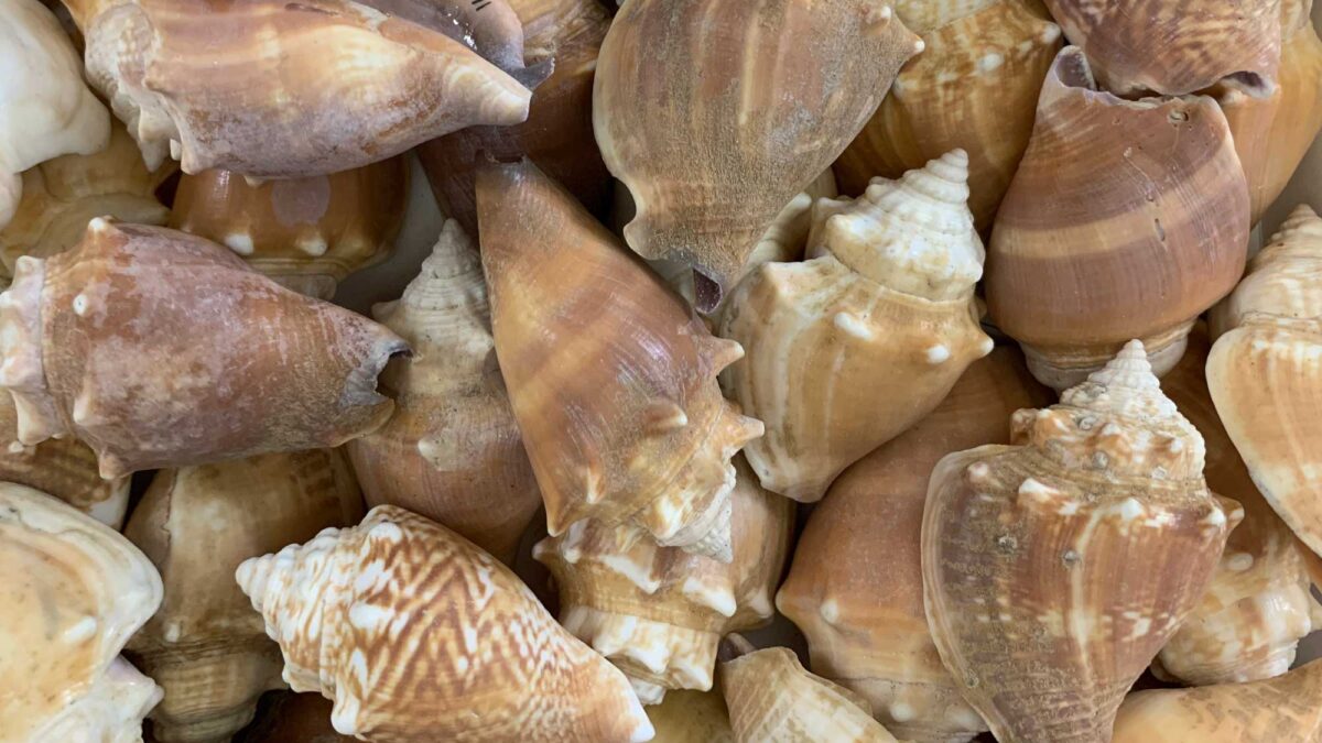 Photograph of modern strombid gastropod shells.
