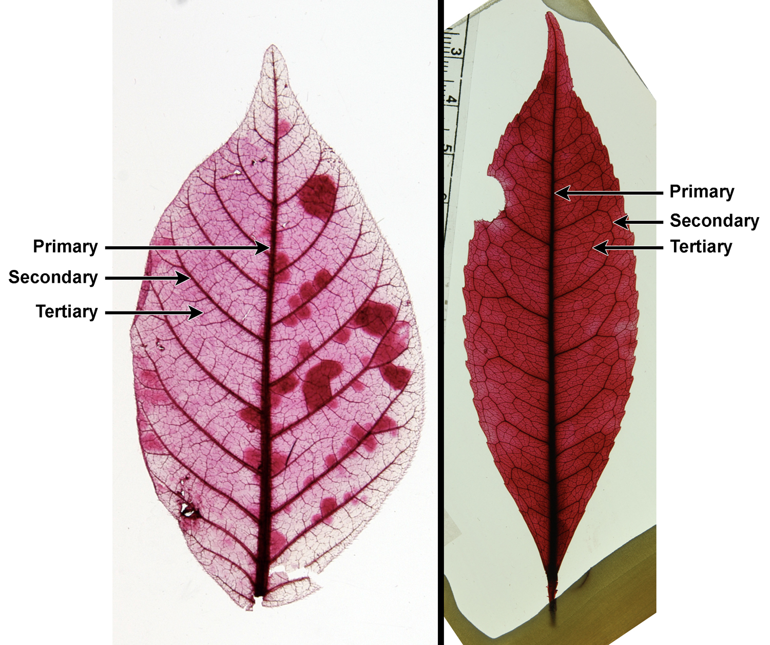 2-Panel photographic figure of cleared leaves. Panel 1: Leaf of sumac showing ramified intercostal tertiary venation. Panel 2: Image of Turpinia leaf showing reticulate tertiary venation.