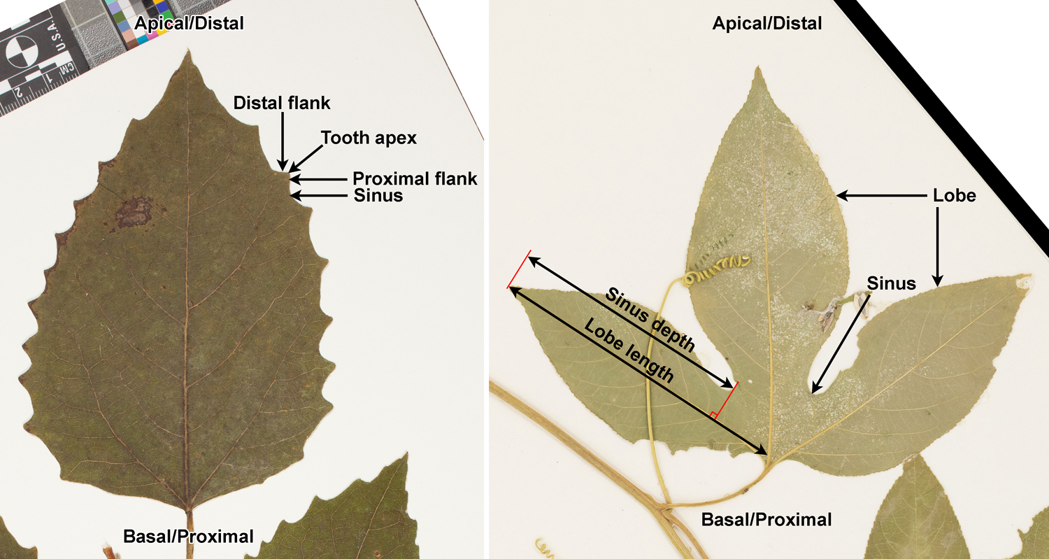 2-Panel figure showing leaves from herbarium specimens. Panel 1: Bigtooth aspen with apical direction, basal direction, and tooth parts (distal and proximal flanks, apex, and sinus) labeled. Panel 2: Leaf of purple passionflower with 3 lobes with apical and basal directions labeled, lobes and sinus labeled, and measurement lines shown for measuring sinus depth.
