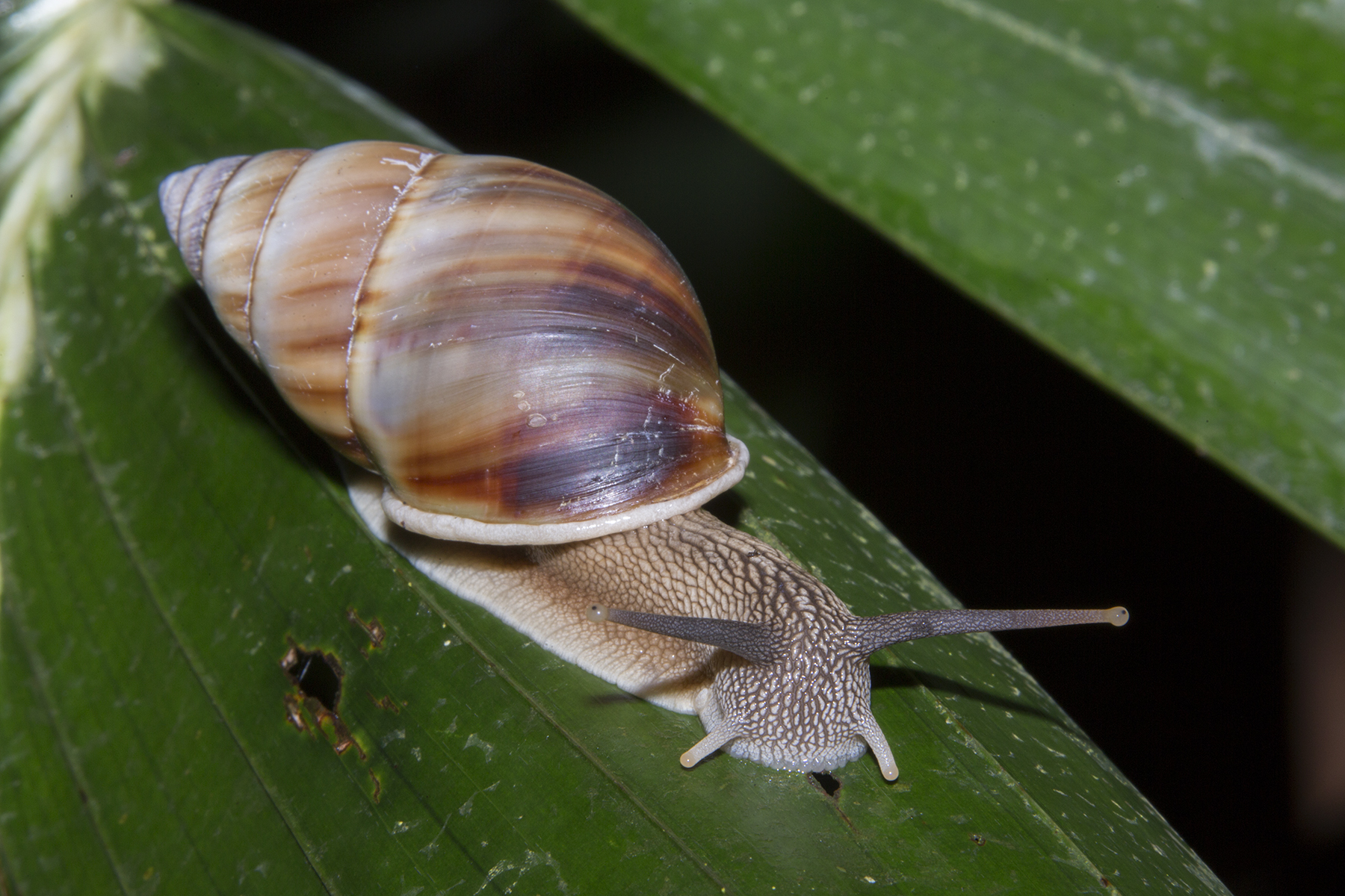 Photograph of a modern land snail.