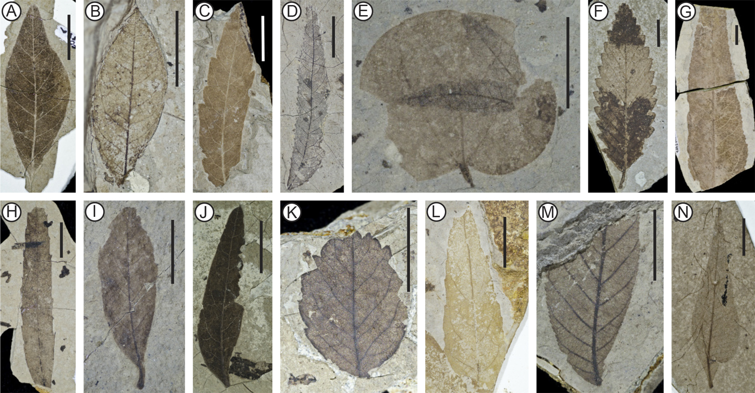Portion of a multipanel figure showing 14 different morphotypes from the Eocene Florissant flora of Colorado, U.S.A.