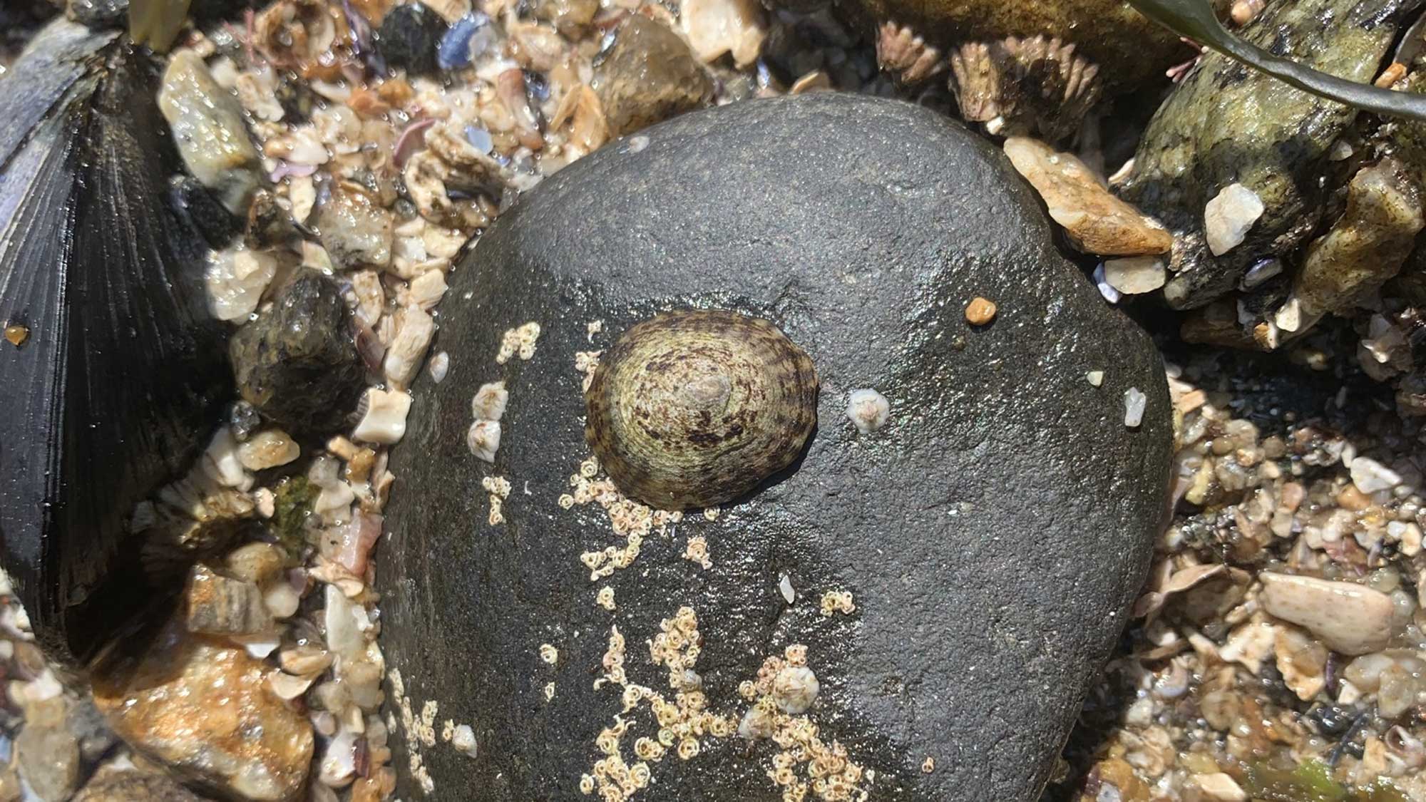 Photograph of a limpet secured to a rock during low tide.
