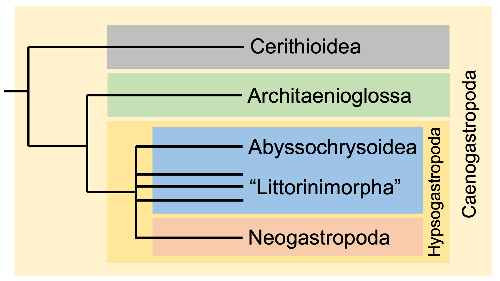 Diagram showing a phylogenetic hypothesis for the caenogastropod clade.