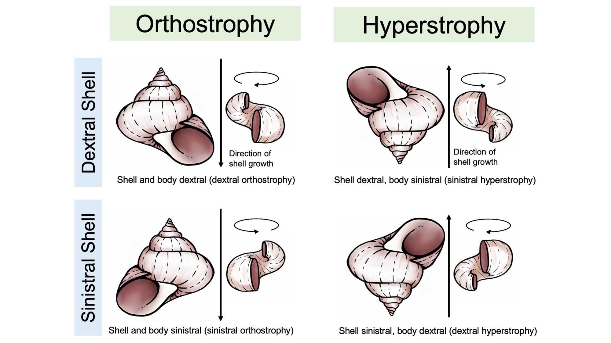 Diagram showing differences between orthostrophic and hyperstrophic gastropod shells.