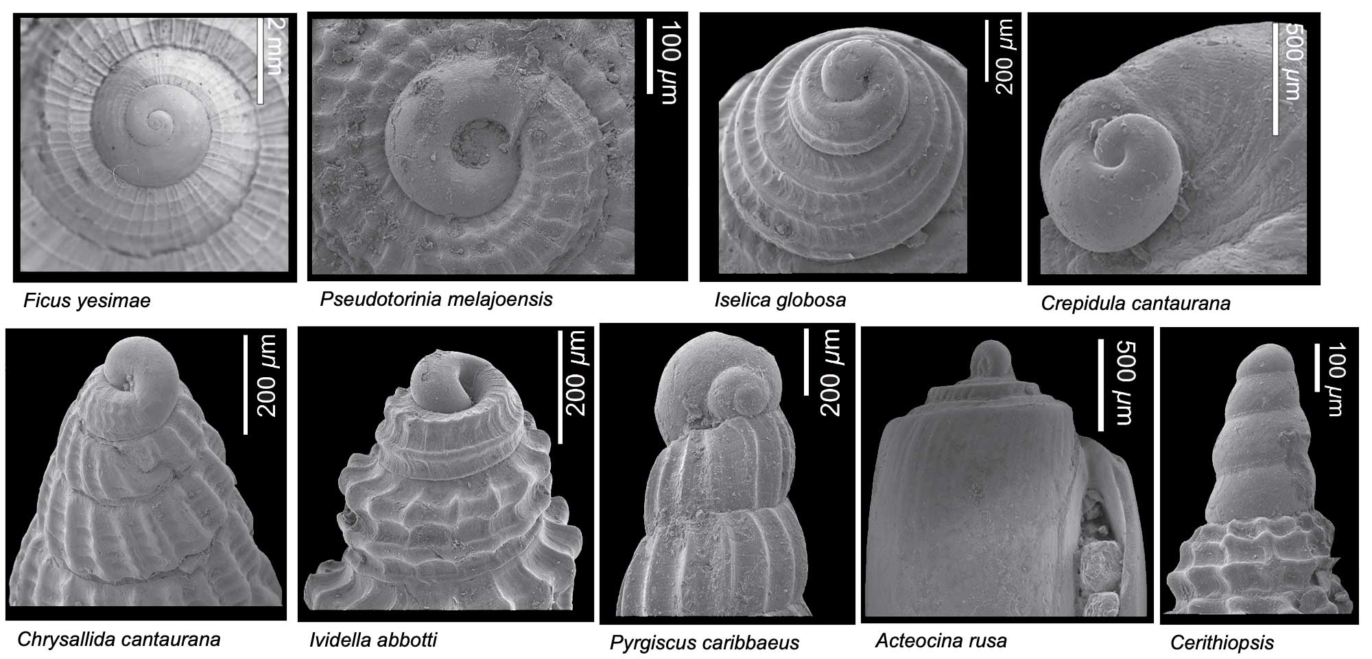 Magnified images of a diversity of fossil gastropod protoconchs.
