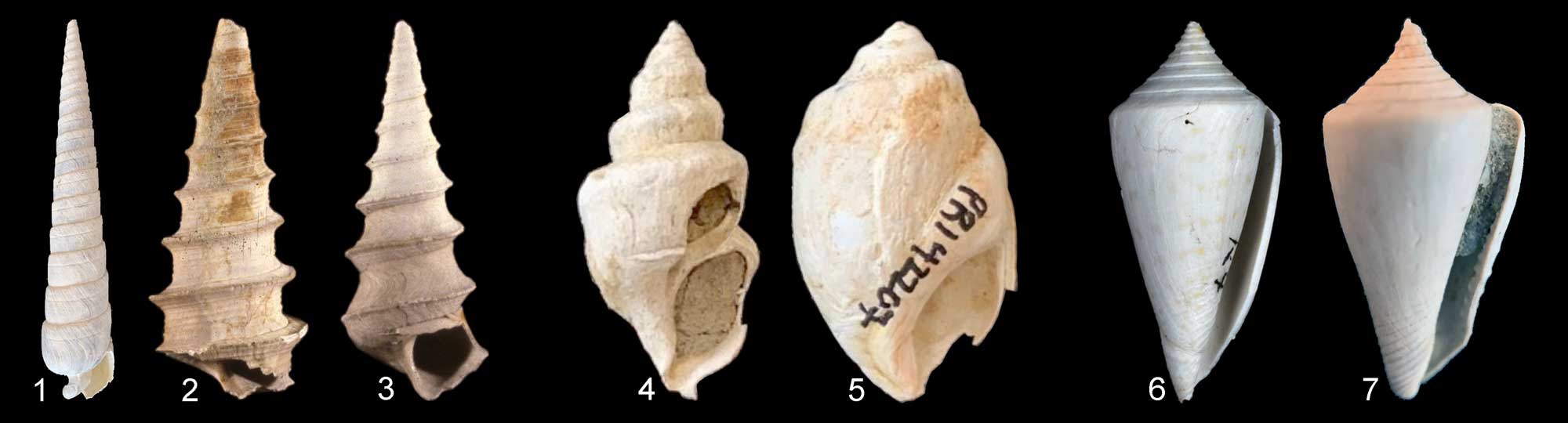 Image showing photographs of seven fossil gastropod shells that show varying types of convergence of form.