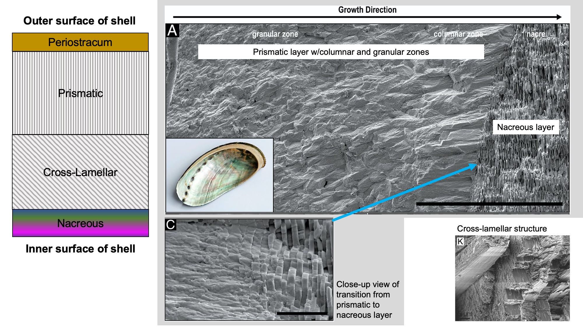 Image shows the different types of shell microstructure in gastropod shells.