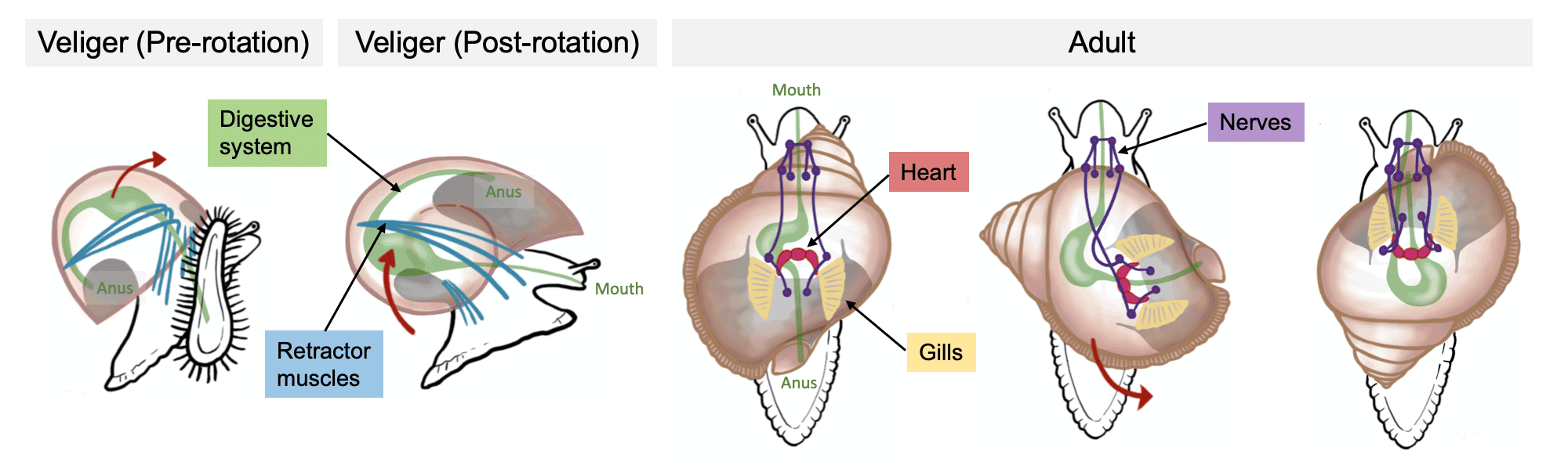 Illustration that documents the process of torsion in gastropods.