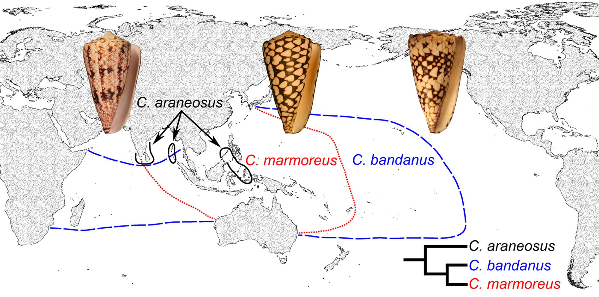 Image comparing the geographic ranges of three closely-related cone snail species, one of which has lecithotrophic development, and two of which have planktotrophic development.