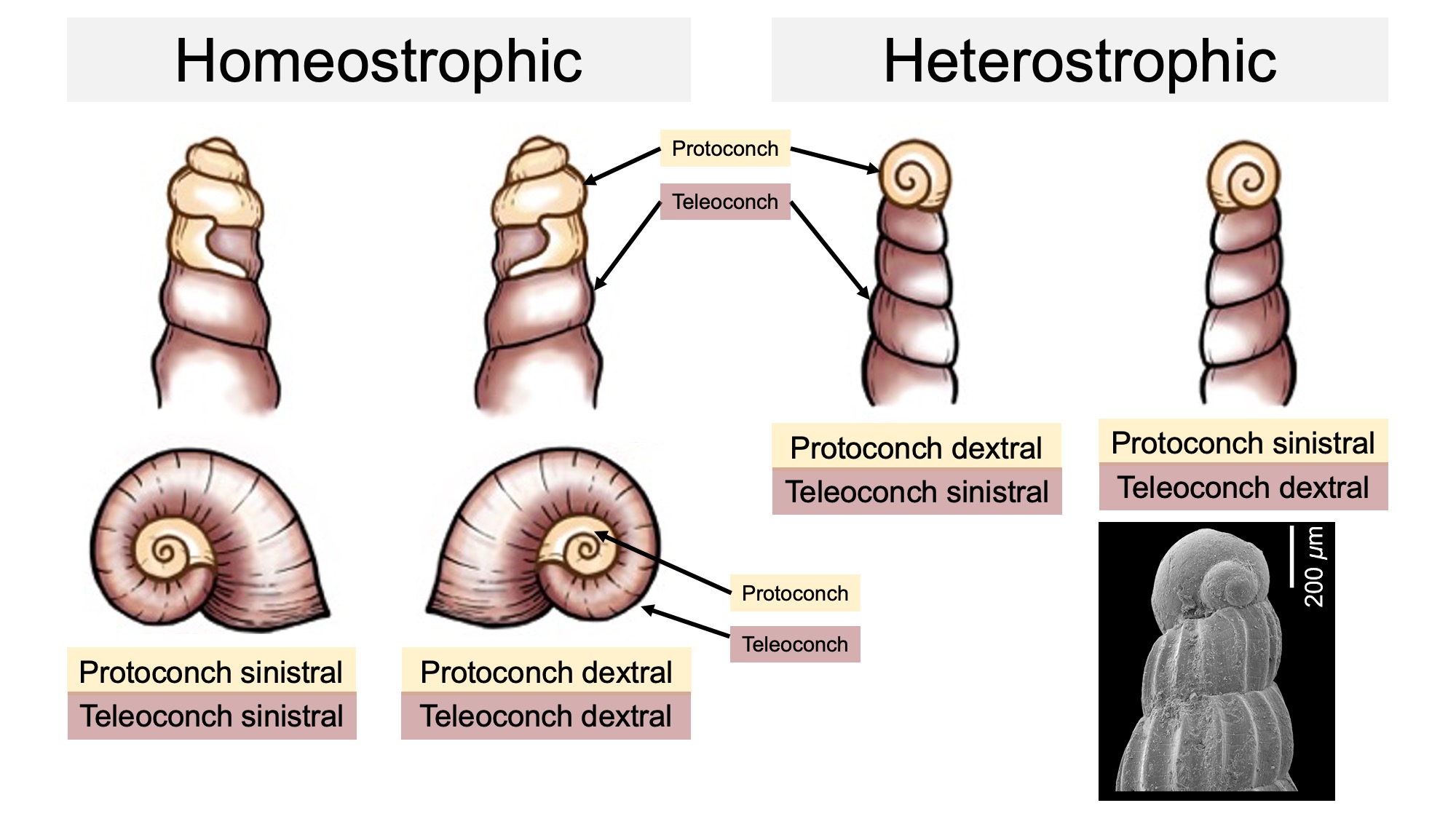 Image showing the differences between homeostrophic and heterostrophic gastropod protoconchs.