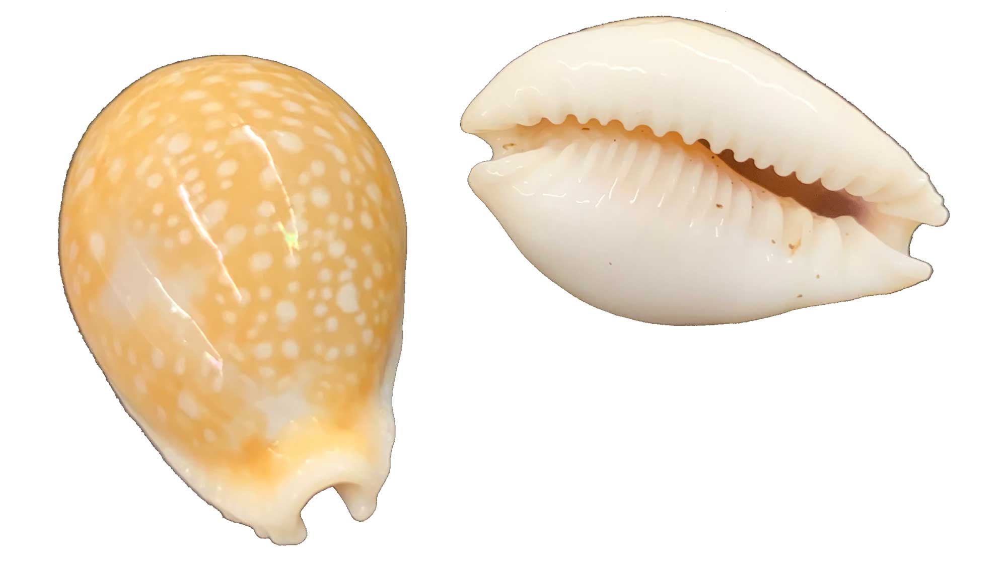 Photograph of the shells of the cowrie Naria miliaris.