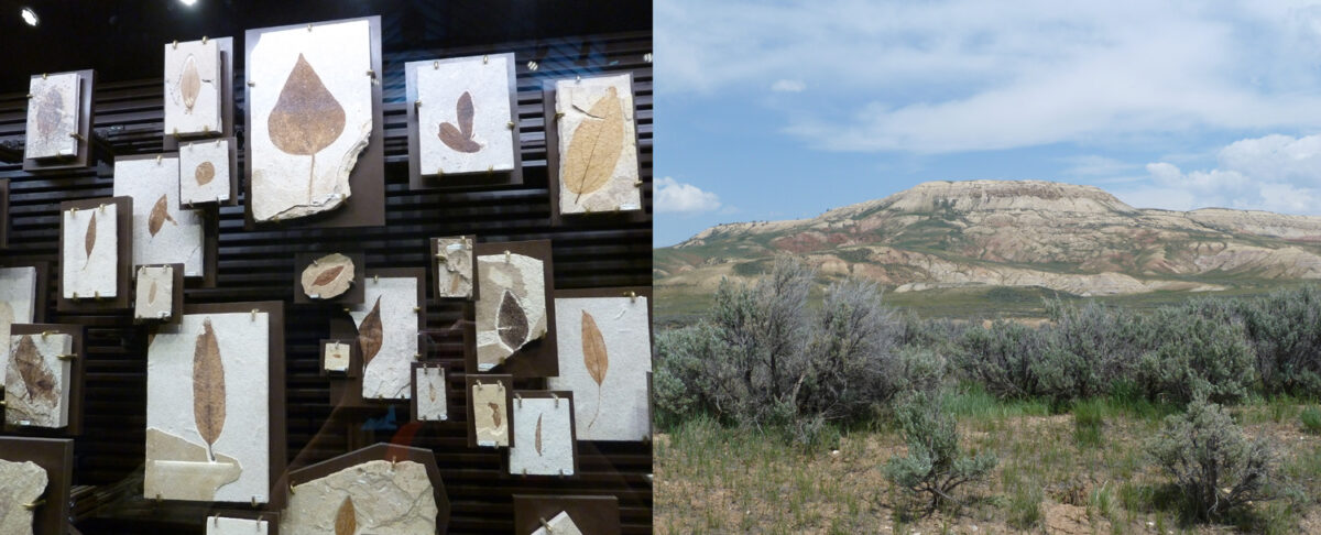2-panel image: Panel 1: Photo of a wall of plant fossils from Fossil Butte National Monument, USA. Panel 2: Photo of modern Fossil Butte in Wyoming, U.S.A.