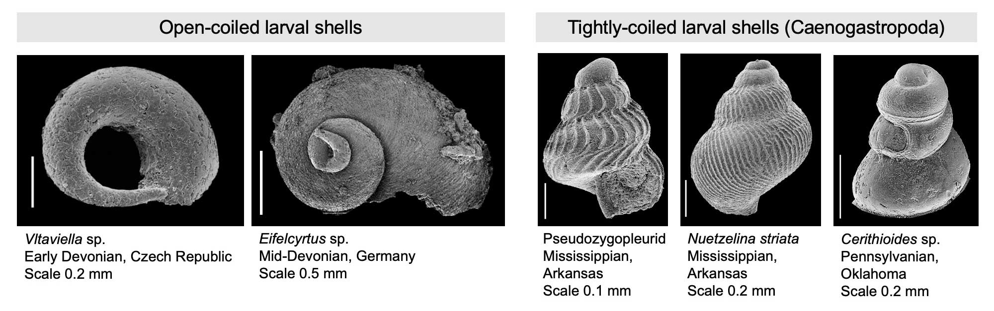 Examples of different types of Paleozoic gastropod protoconchs.