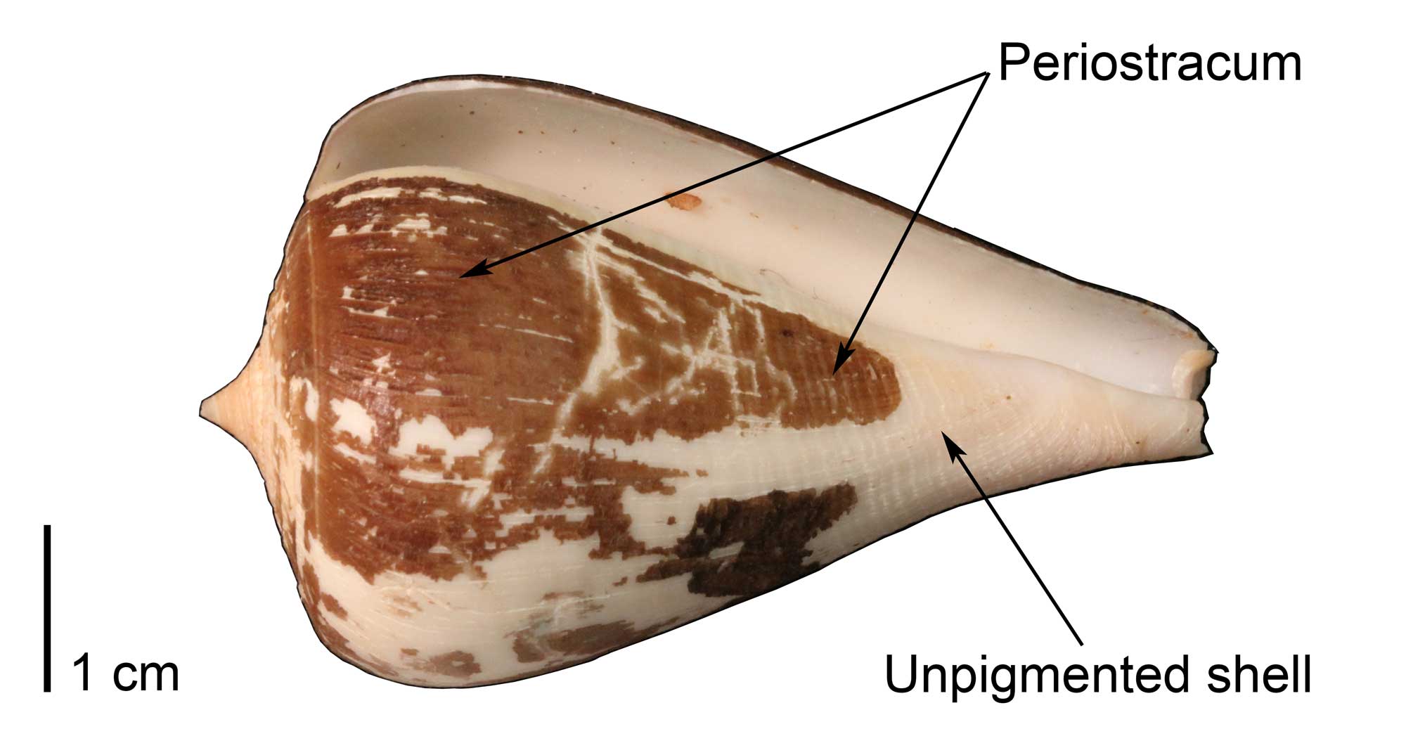 Photograph of a modern shell of Conus patricius, with regions of preserved periostracum identified.