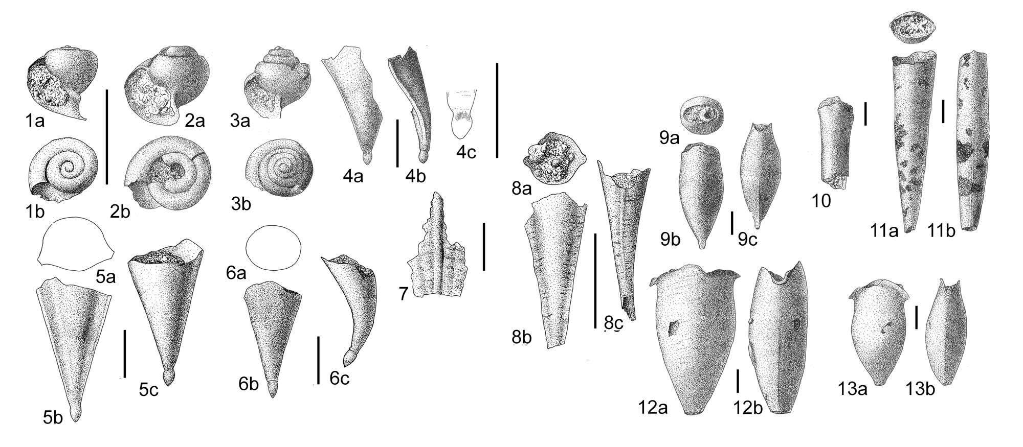 Image showing drawings of a diversity of pteropod fossils from the Miocene of Venezuela.