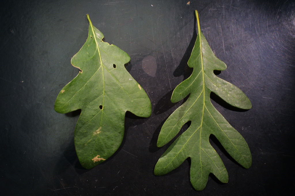 Photo of shade and sun leaves of white oak on a black background. The sun leaf is more lobed than the shade leaf.
