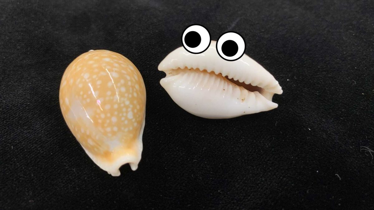 Photo of two cowrie shells, one with digital googly eyes added.