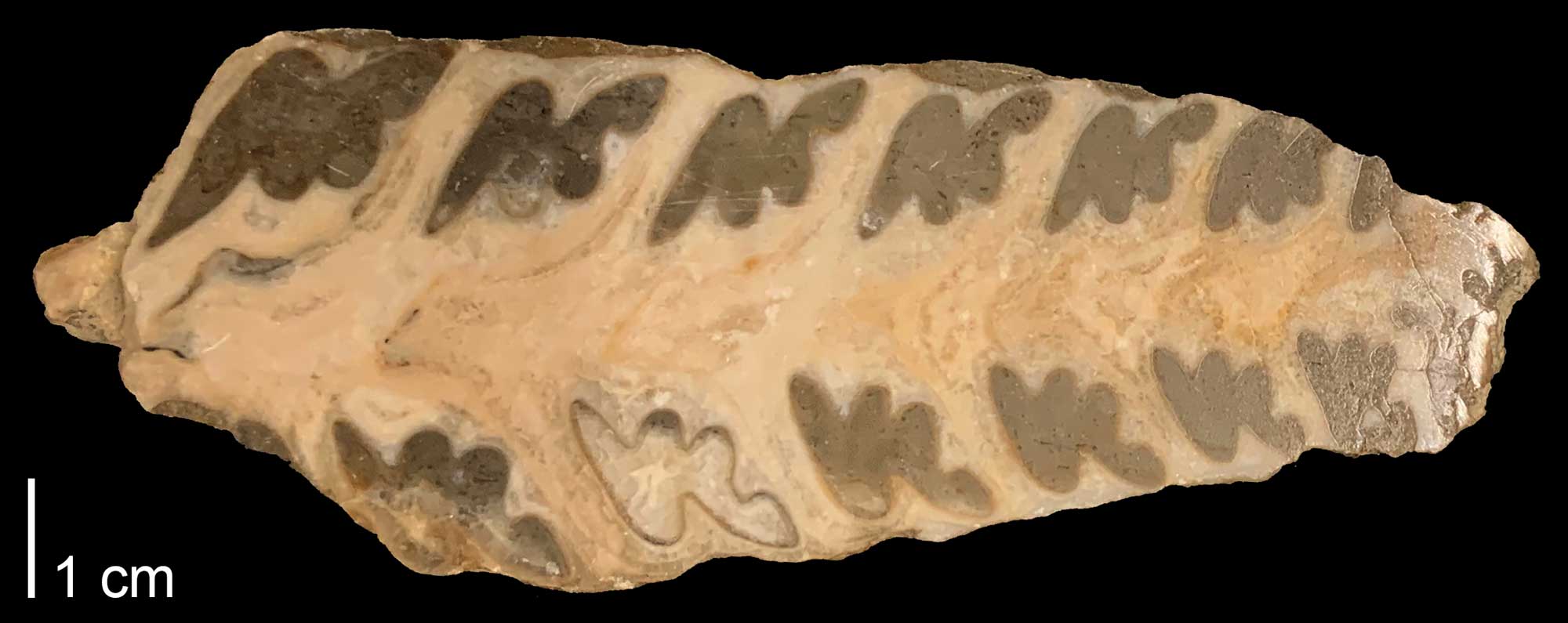 Photograph of a sectioned specimen of the nerineoid Simploptyrix pailletteana showing the internal shell features, including plaits.