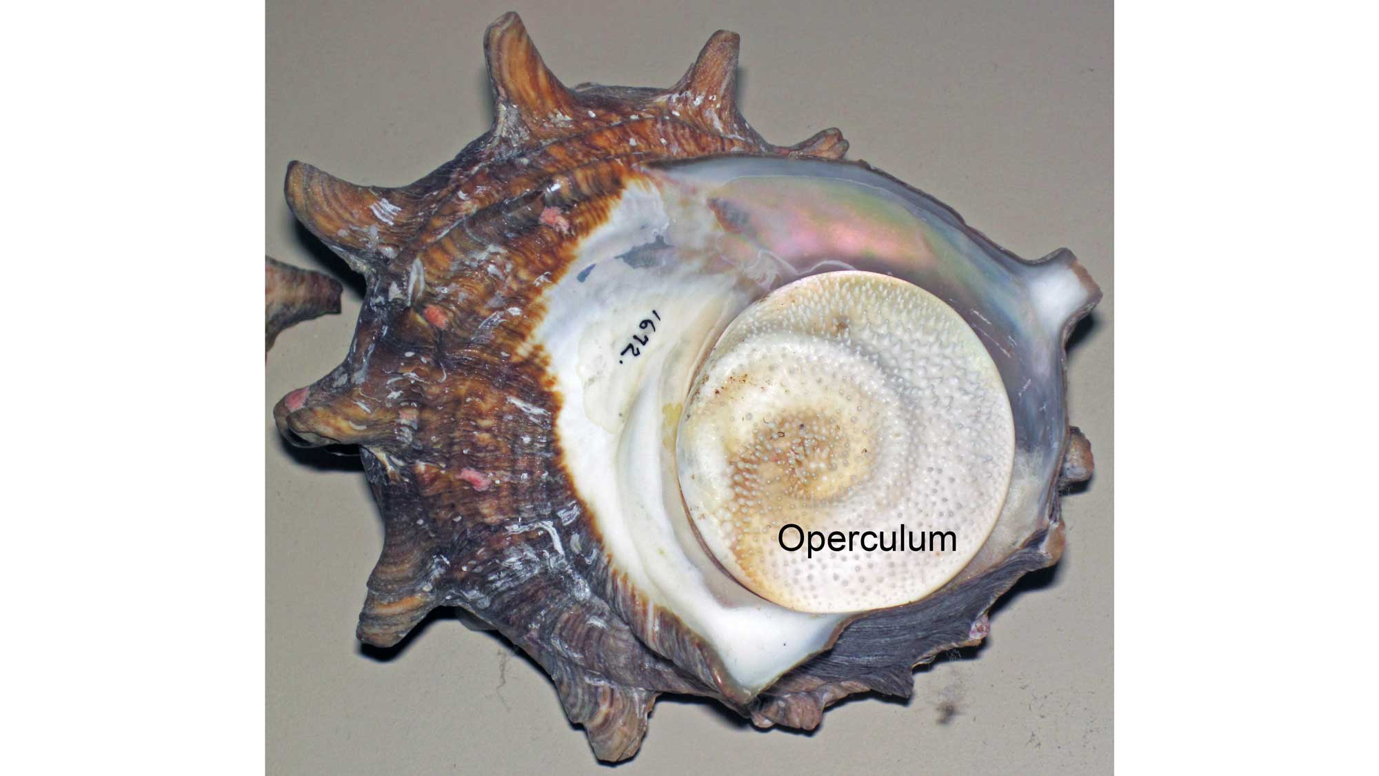 Photograph of a specimen of horned turban shell with the operculum identified.