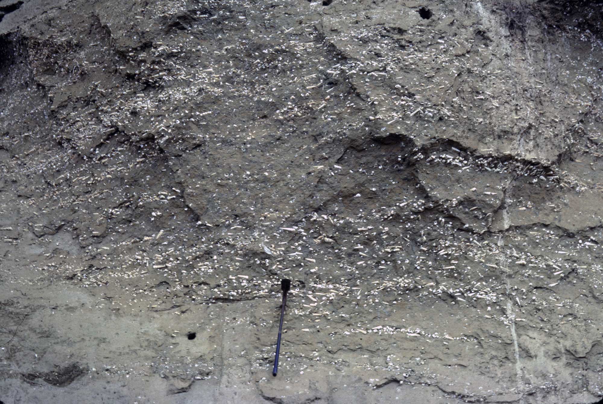 Photograph of fossiliferous Paleocene sedimentary rock in Virginia bearing numerous specimens of Turritella.