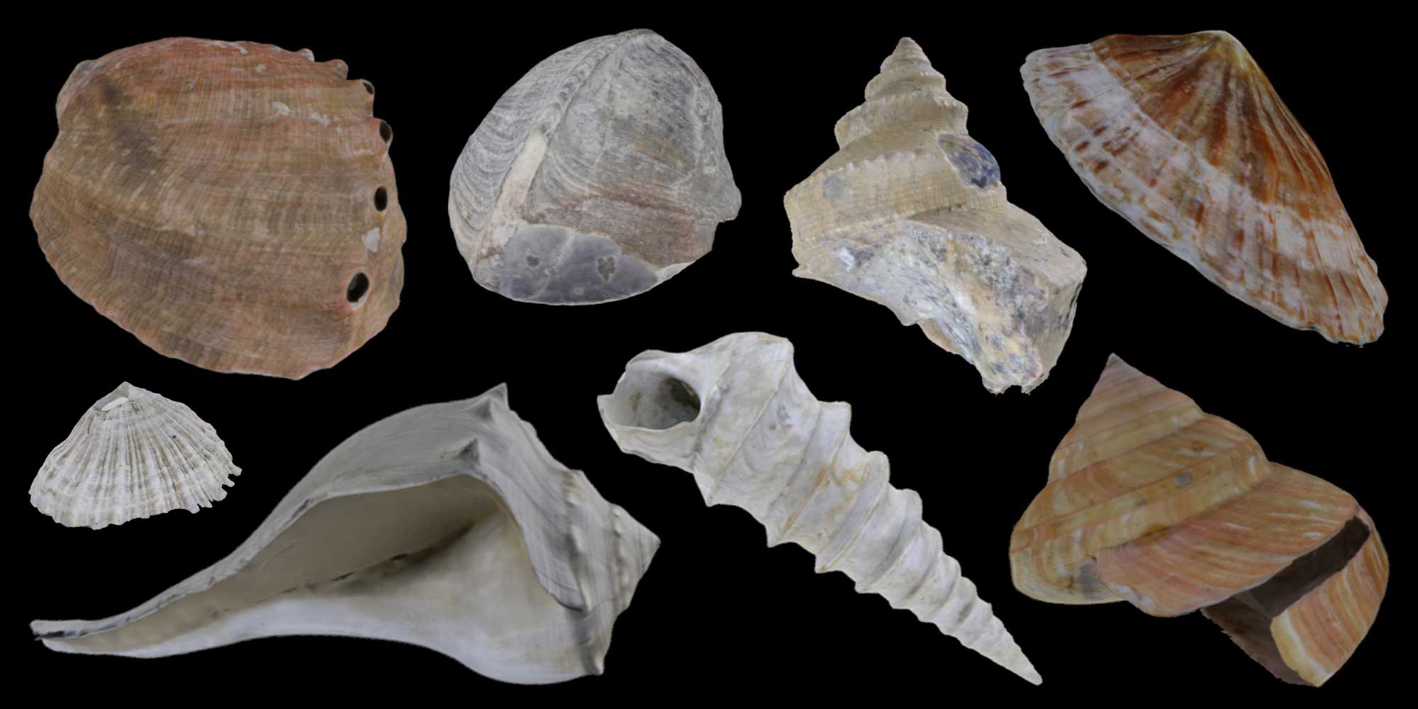 Image shows a variety of 3D models of modern and fossil gastropod shells.