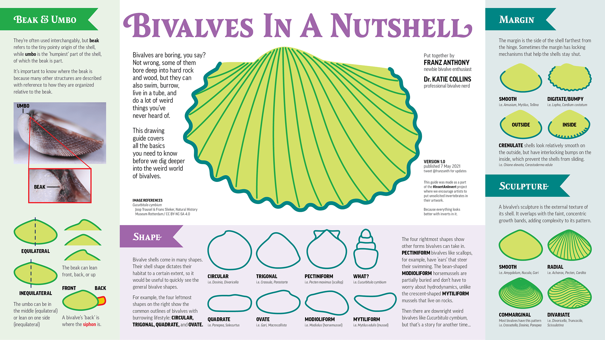 Infographic showing different aspects of bivalve shell form.
