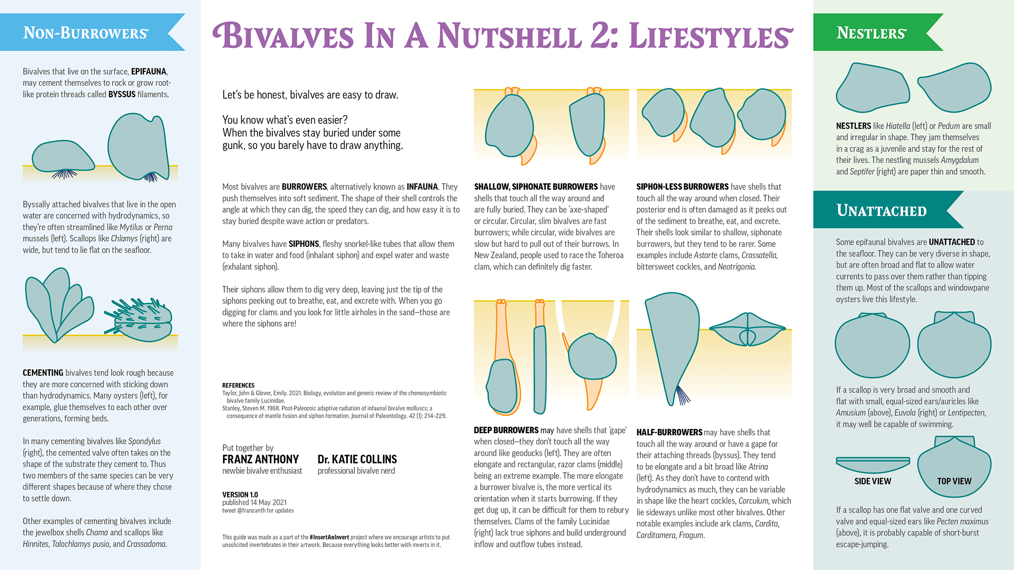 Infographic showing the various lifestyles of bivalves.