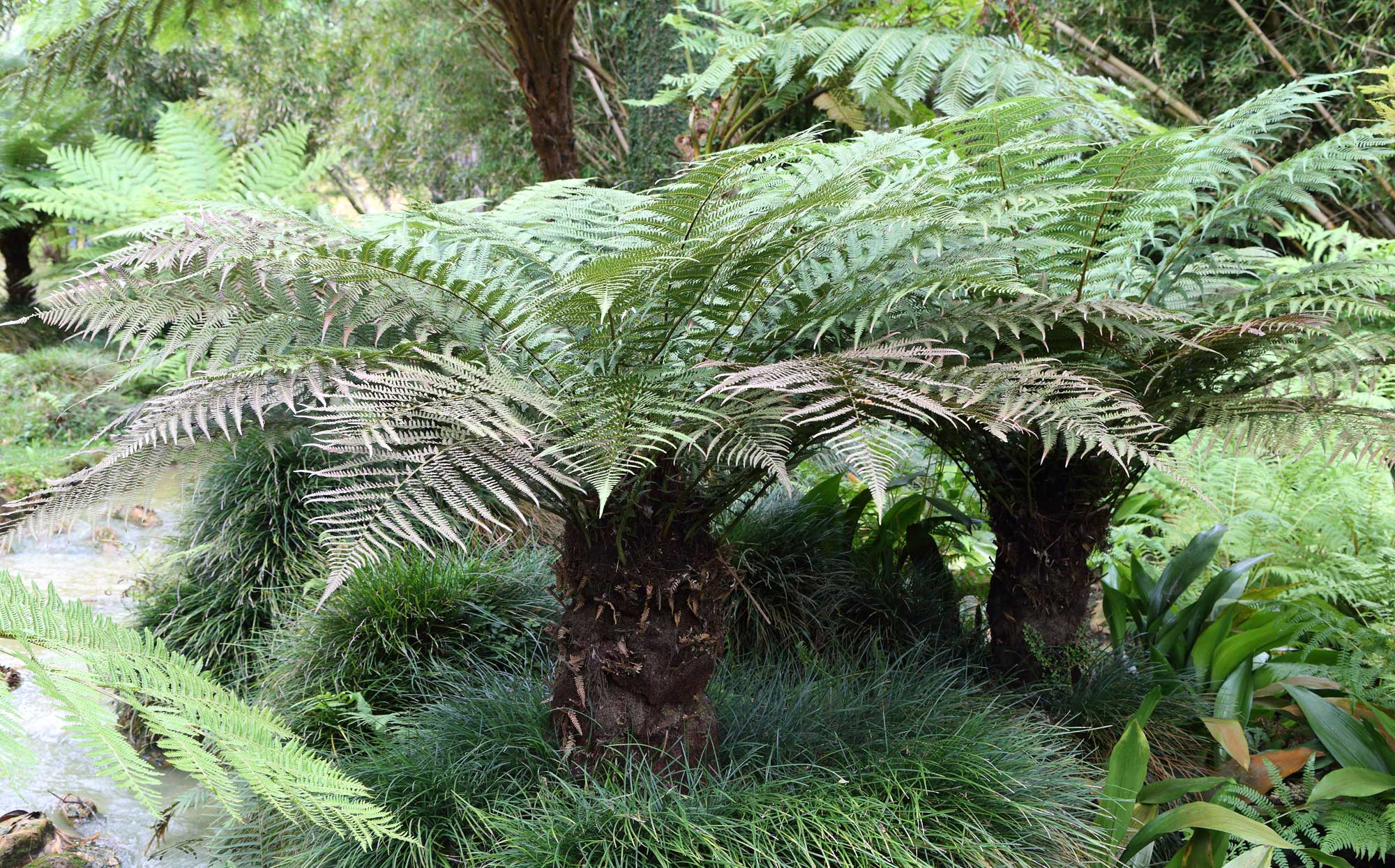Photograph of two tree ferns. Each plant has a short, columnar stem with a flush of pinnately compound leaves at the top, giving it a palm-like appearance.