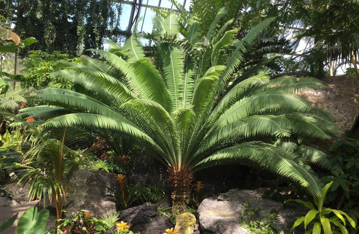Photograph of the cycad Dioon spinulosum in a greenhouse. The photograph shows a palm-like plant with a single columnar trunk and flush of elongate, pinnately compound leaves. The trunk is covered with leaf bases.
