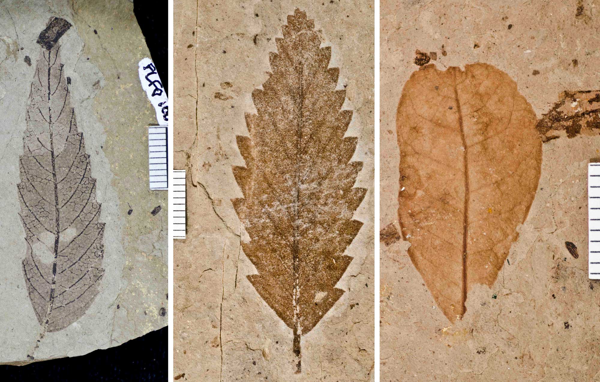 3-Panel figure showing photos of leaves from the Florissant flora of Colorado. Panel 1: Toothed leaf of Cedrelospermum. Panel 2: Toothed leaf of Fagopsis. Panel 3. Leaf of smoketree with an entire margin.