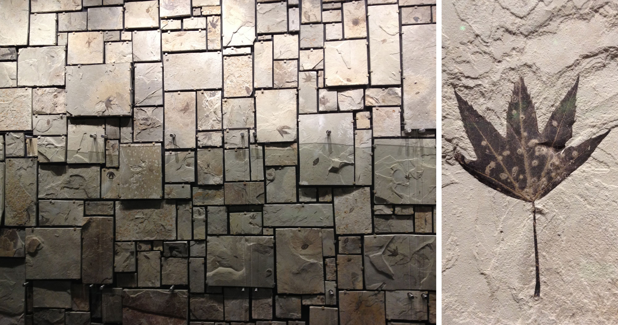 2-panel image showing photos of Green River plant fossils. Panel 1: Photograph of a display of plant fossils made up of a series of rectangular blocks of rock with fossils mounted on a wall. Right: Photograph of a fossil Macginitea leaf, a palmately lobed leaf with five lobes and a toothed margin.
