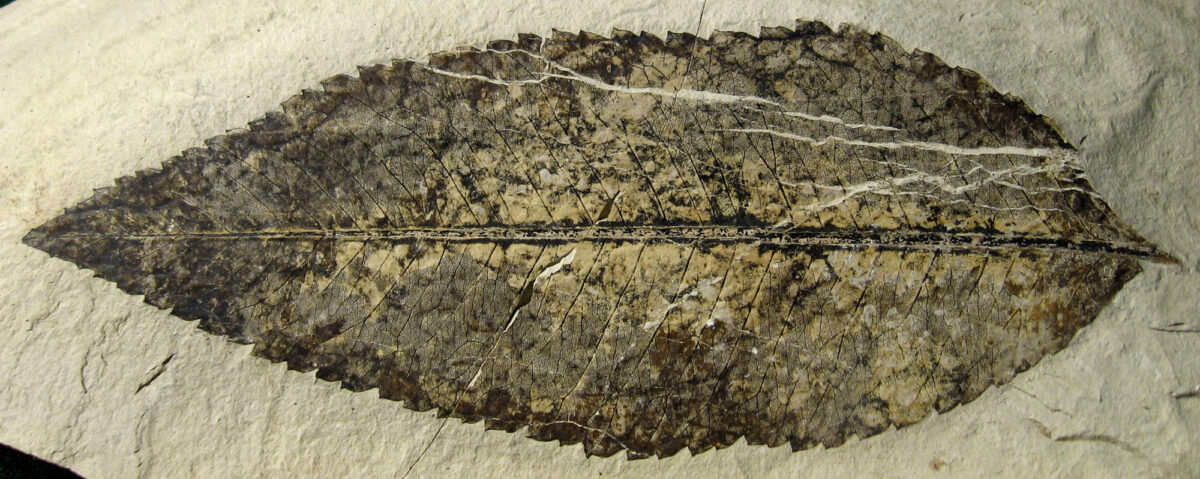 Photograph of a leaf of Photonia from the Eocene Republic flora of Washington. The photo shows a simple, elliptical leaf with a toothed margin and pinnate venation. The leaf is oriented horizontally on the screen, with the apex at the left and the base at the right.