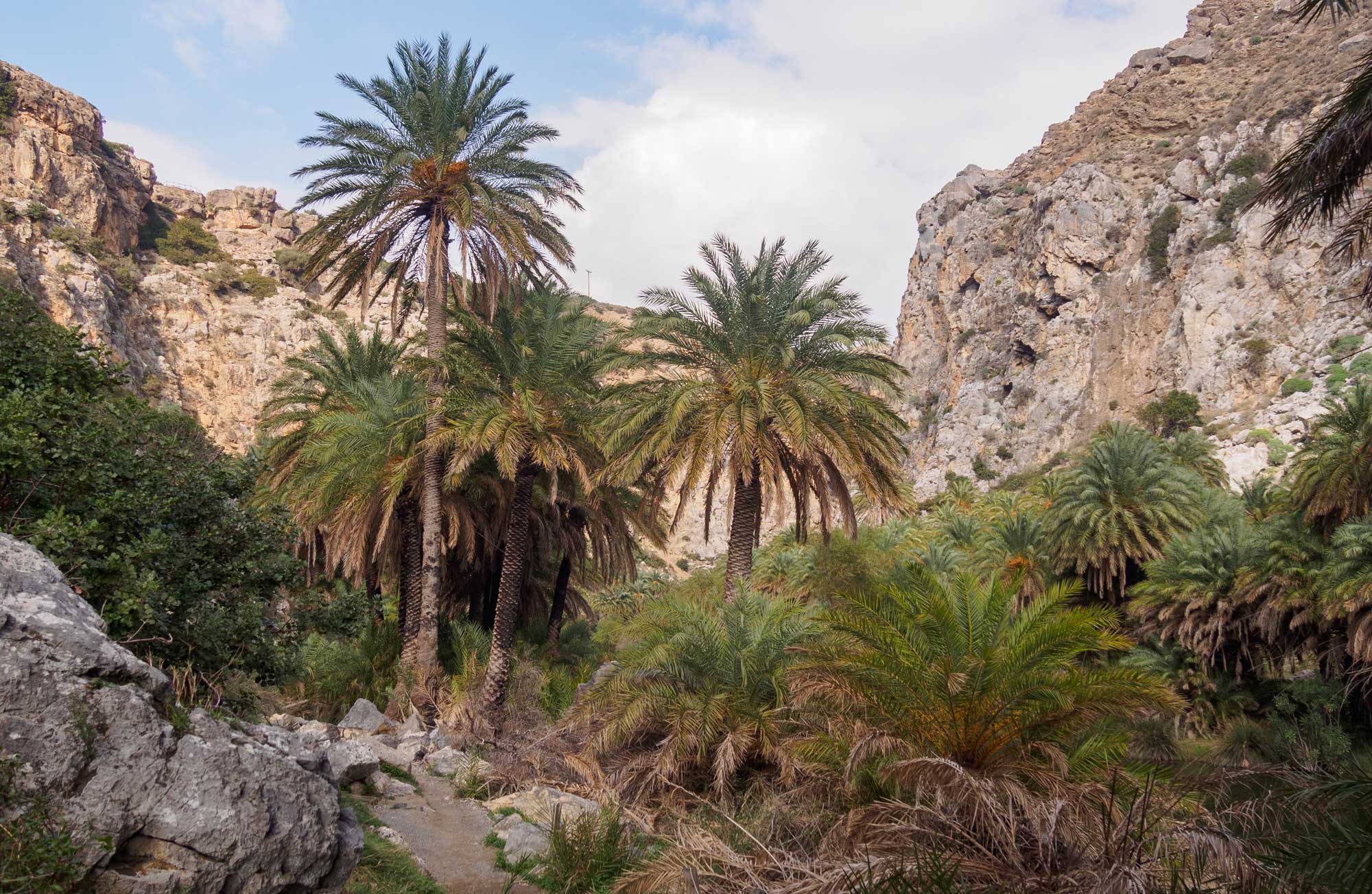 Photograph of a group of palm trees growing in from of tan rocky cliffs. Shorter palm trees are visible in the foreground.