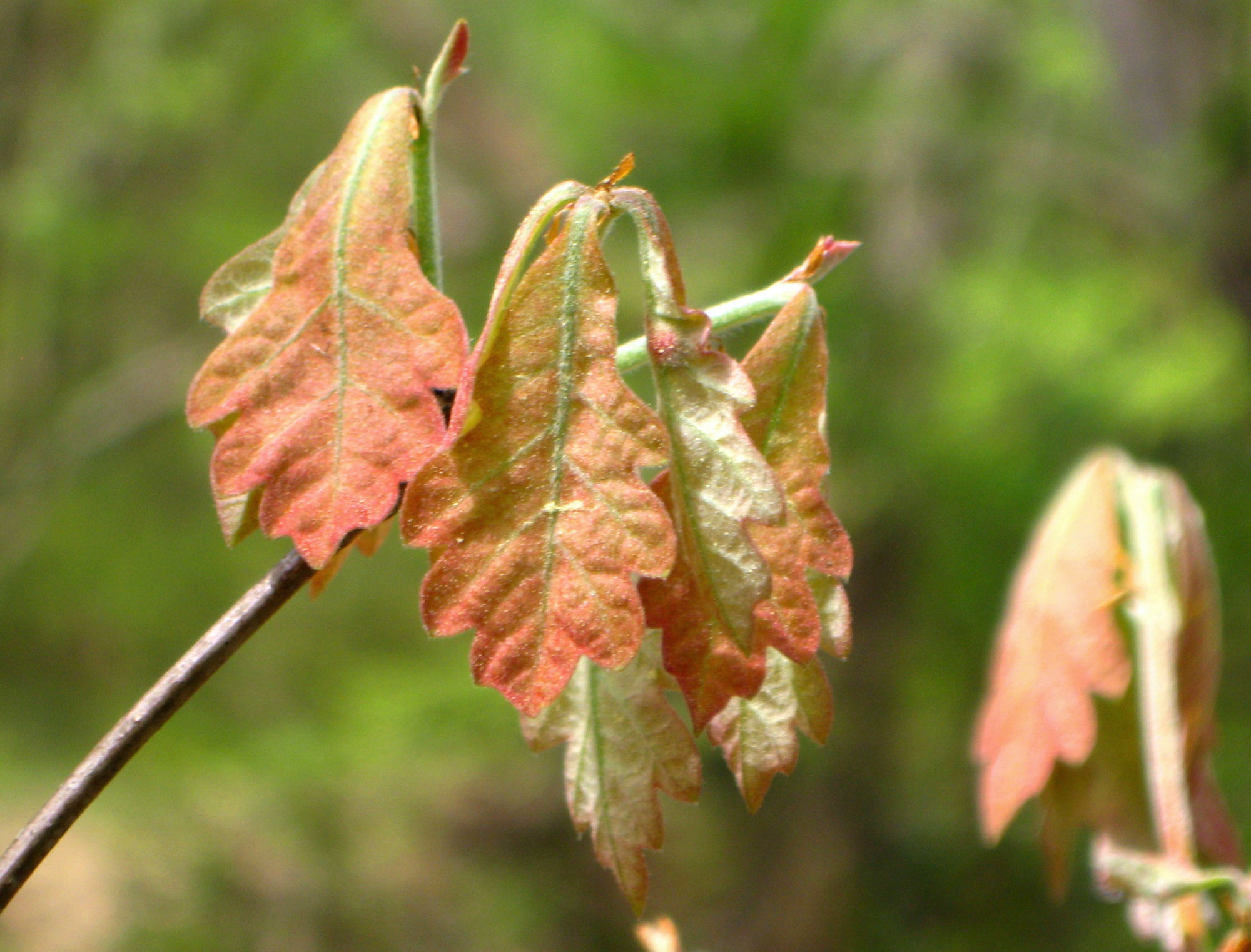 Photograph of immature oak leaves developing on the end of a branch.
