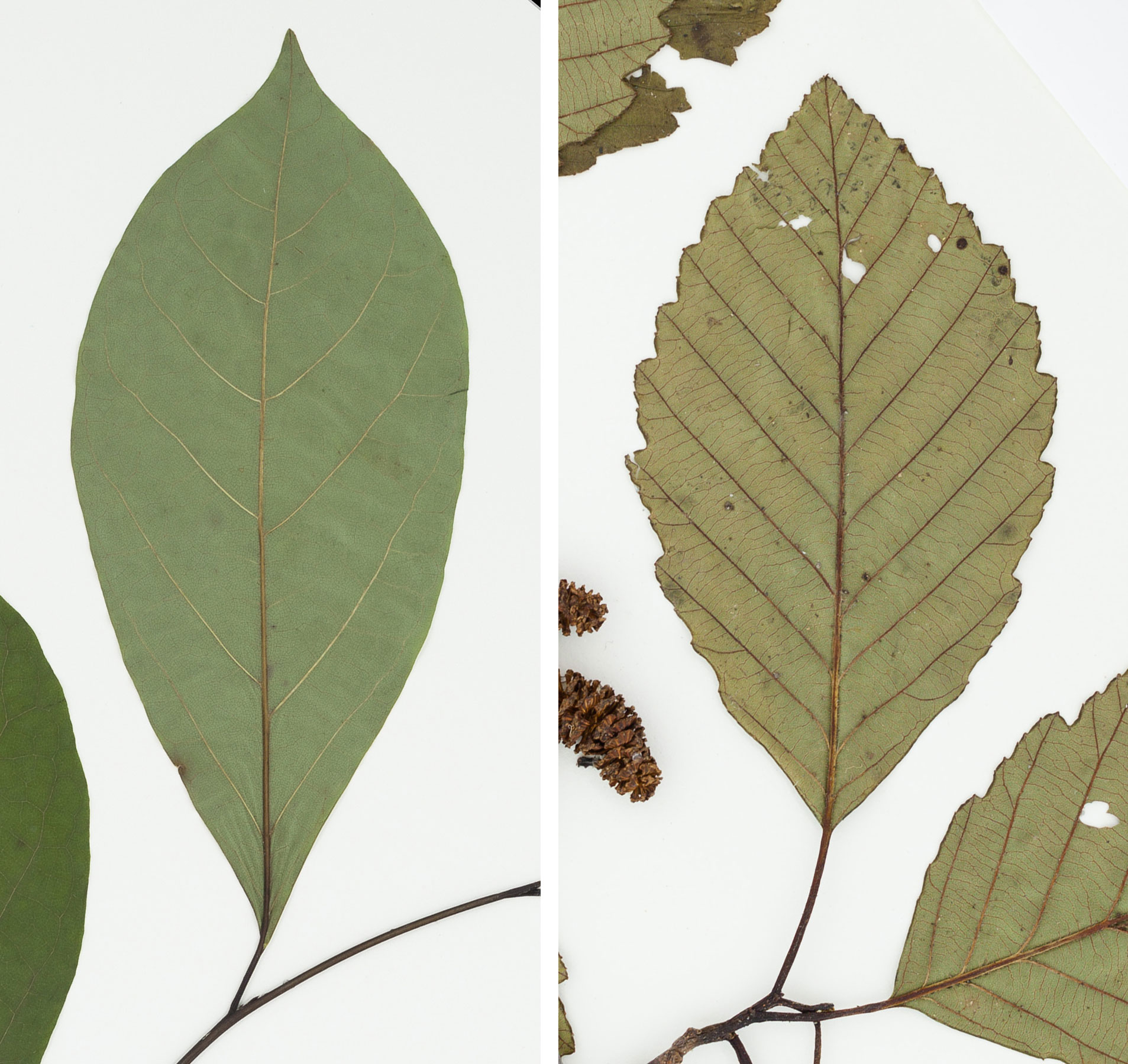 2-Panel image showing photos of simple, unlobed leaves on herbarium specimens of modern plants. Panel 1: Leaf of northern spicebush with an entire margin. Panel 2: Leaf of red alder with a toothed margin.