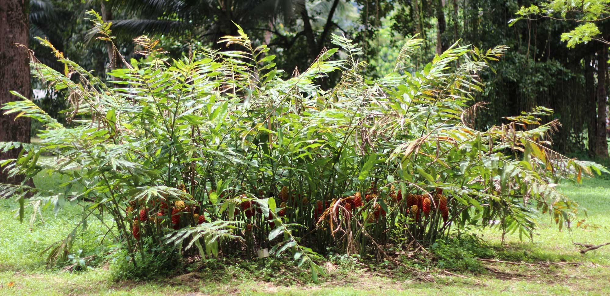 Photograph of a group of herbaceous monocots growing in a clump. The plants have pinnately compound leaves are red and yellow inflorescences. The inflorescences appear cone-like.