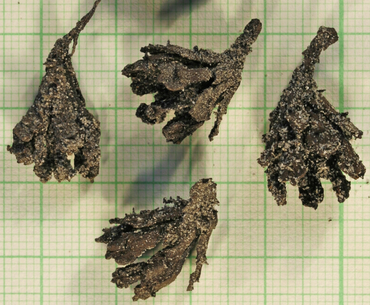 Photograph of fossil Glyptostrobus europaeus seed cones. The photo shows four cones, each with a basal stalk and spreading cone scales. The surfaces of the cones are covered with a light layer of sand. Graph paper in the background gives a sense of scale (cones are probably about 4 cm each).
