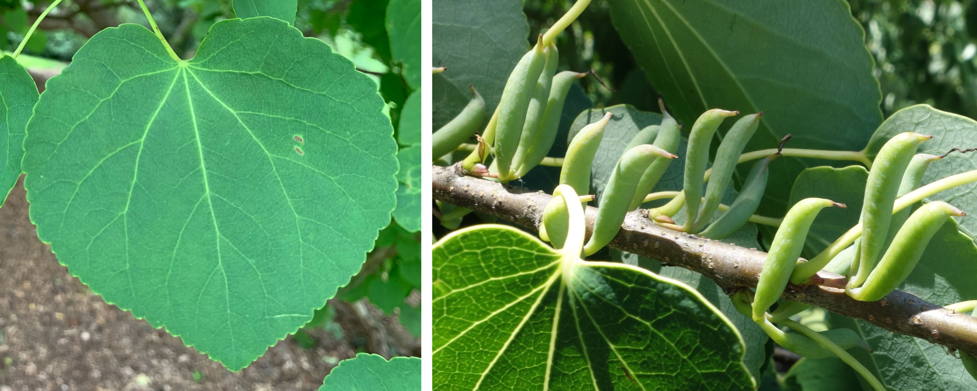 2-panel figure showing photos of modern katsura. Panel 1: Photograph of a leaf. The leaf is broadly cordate the palmate basal venation, a toothed margin, and a petiole. Panel 2: Fruits attached to a branch. The immature fruits are green and elongated immature capsules. Each bends at a nearly 90-degree angle at its tip.